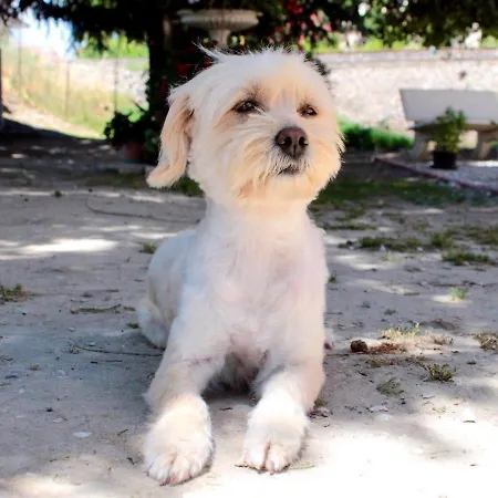 Lilli 2 *
