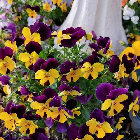 Lilli 2 Apartment Ferrara