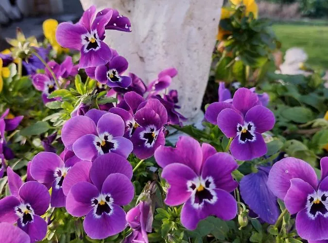 公寓 Lilli 2 费拉拉